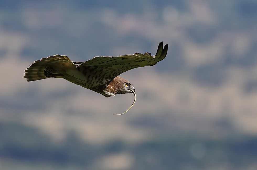 Imagen 15 de la galería de Águila culebrera - Short-toed eagle (Circaetus gallicus)